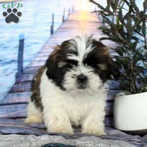 Marty, Shih Tzu Puppy