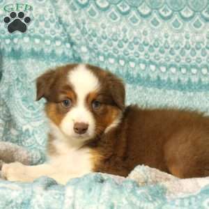 Mary, Australian Shepherd Puppy