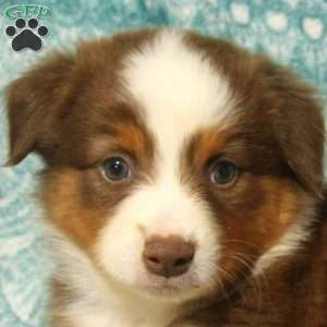 Mary, Australian Shepherd Puppy