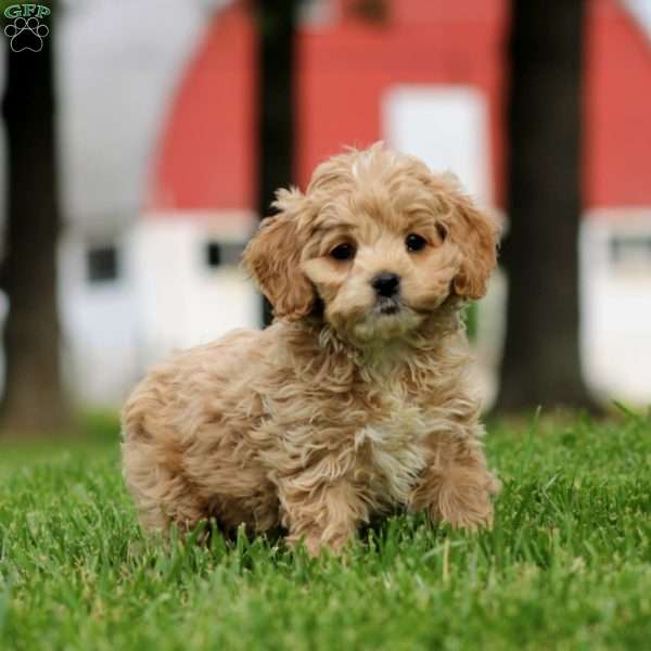 Mary, Cockapoo Puppy