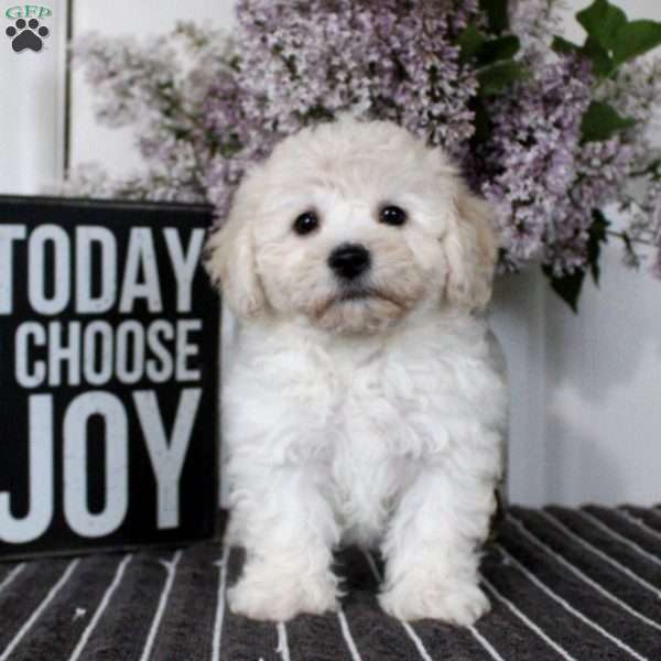 Mary, Bichon Frise Puppy