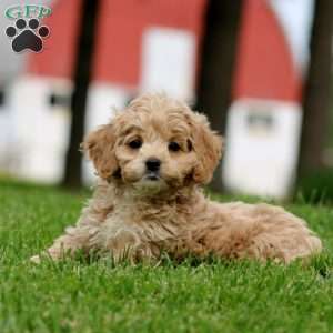 Mary, Cockapoo Puppy