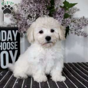 Mary, Bichon Frise Puppy