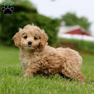 Mary, Cockapoo Puppy
