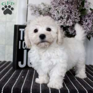 Mary, Bichon Frise Puppy
