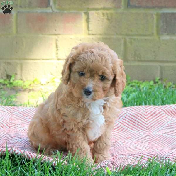 Mason, Cavapoo Puppy
