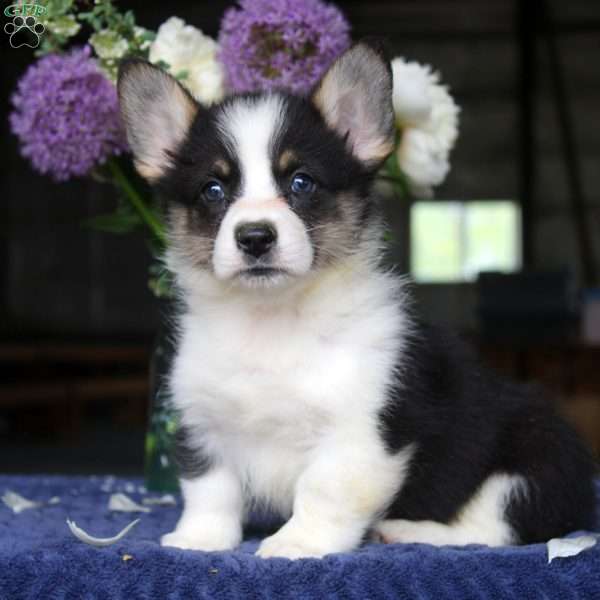 Mason, Pembroke Welsh Corgi Puppy