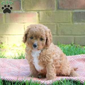 Mason, Cavapoo Puppy