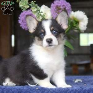 Mason, Pembroke Welsh Corgi Puppy