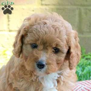 Mason, Cavapoo Puppy