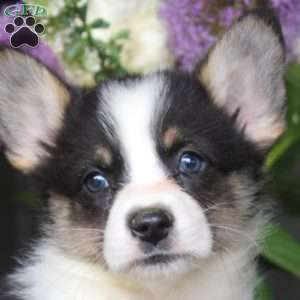 Mason, Pembroke Welsh Corgi Puppy