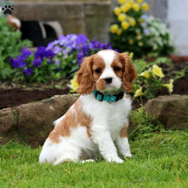 Mason, Cavalier King Charles Spaniel Puppy
