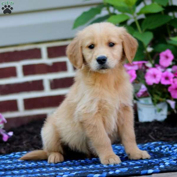 Mason, Golden Retriever Puppy