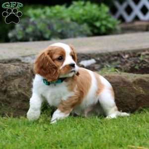 Mason, Cavalier King Charles Spaniel Puppy