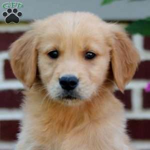 Mason, Golden Retriever Puppy