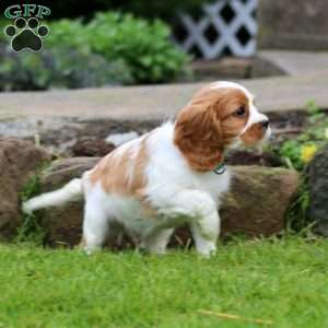 Mason, Cavalier King Charles Spaniel Puppy