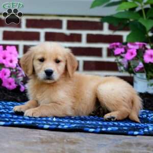 Mason, Golden Retriever Puppy