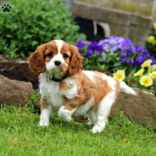 Matt, Cavalier King Charles Spaniel Puppy