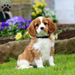 Matt, Cavalier King Charles Spaniel Puppy
