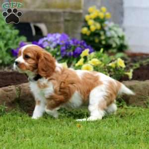 Matt, Cavalier King Charles Spaniel Puppy