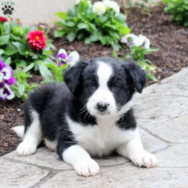 Matthew, Border Collie Puppy