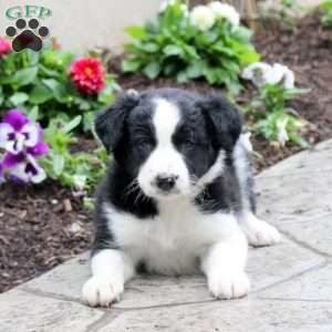 Matthew, Border Collie Puppy