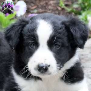 Matthew, Border Collie Puppy