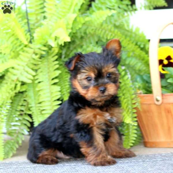 Matthew, Yorkie Puppy