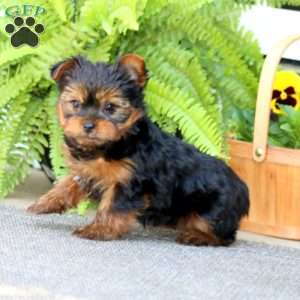 Matthew, Yorkie Puppy