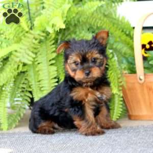 Matthew, Yorkie Puppy