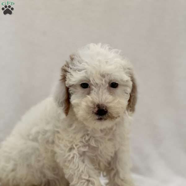 Matthew, Mini Goldendoodle Puppy