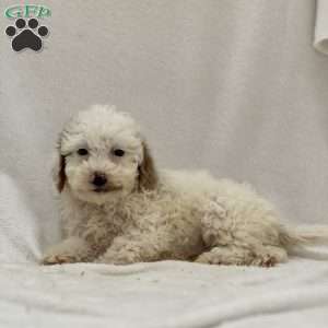 Matthew, Mini Goldendoodle Puppy