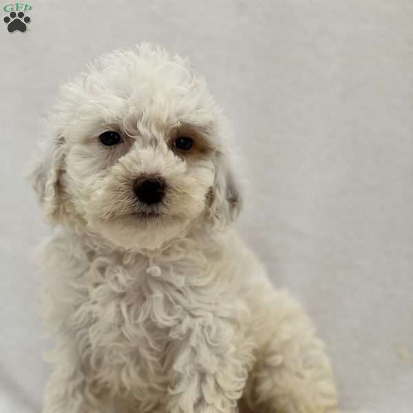 Matty, Mini Goldendoodle Puppy