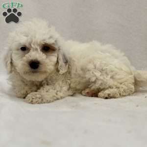 Matty, Mini Goldendoodle Puppy