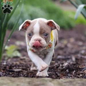 Maverick, Boston Terrier Puppy