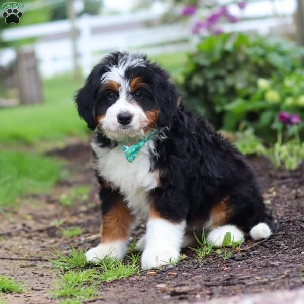 Maverick, Mini Bernedoodle Puppy