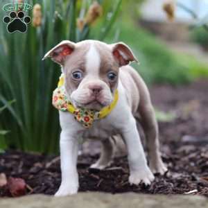 Maverick, Boston Terrier Puppy