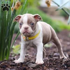 Maverick, Boston Terrier Puppy