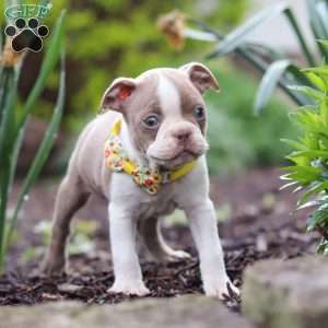 Maverick, Boston Terrier Puppy