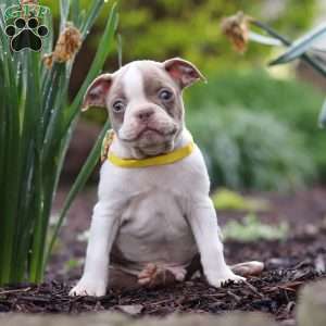 Maverick, Boston Terrier Puppy