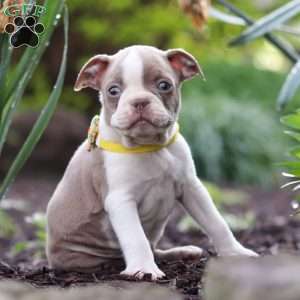 Maverick, Boston Terrier Puppy
