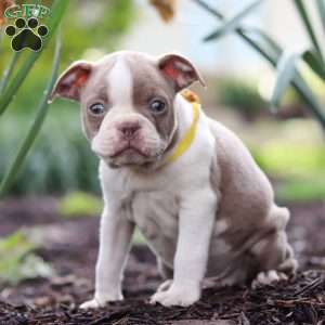 Maverick, Boston Terrier Puppy