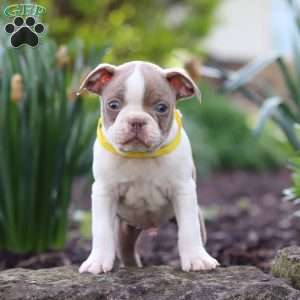 Maverick, Boston Terrier Puppy