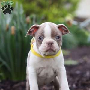 Maverick, Boston Terrier Puppy