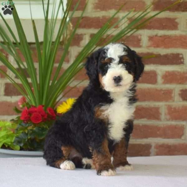 Maverick, Mini Bernedoodle Puppy