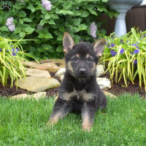 Maverick, German Shepherd Puppy