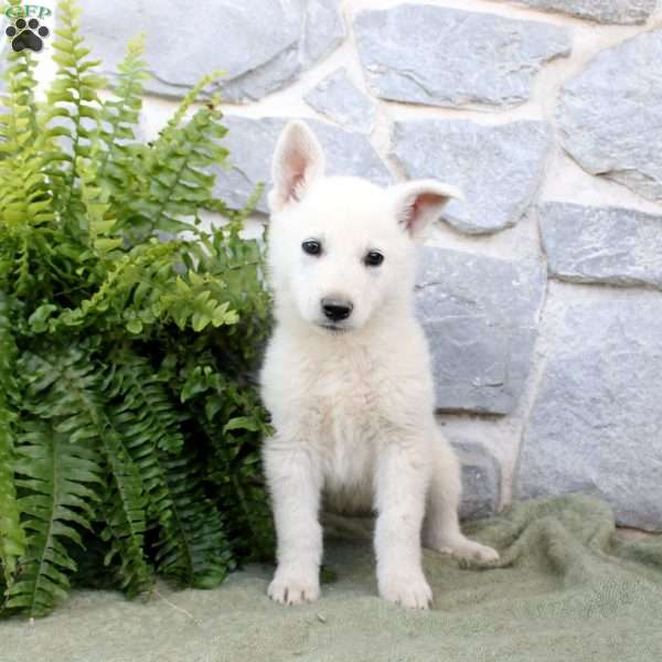 Maverick, German Shepherd Puppy