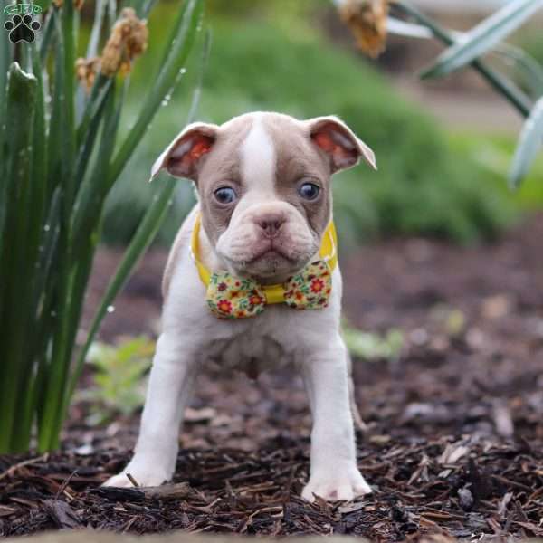 Maverick, Boston Terrier Puppy