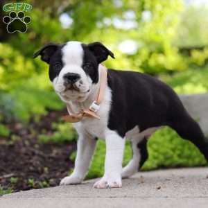 Max, Boston Terrier Puppy