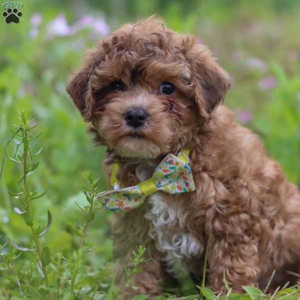 Max, Yorkie Poo Puppy